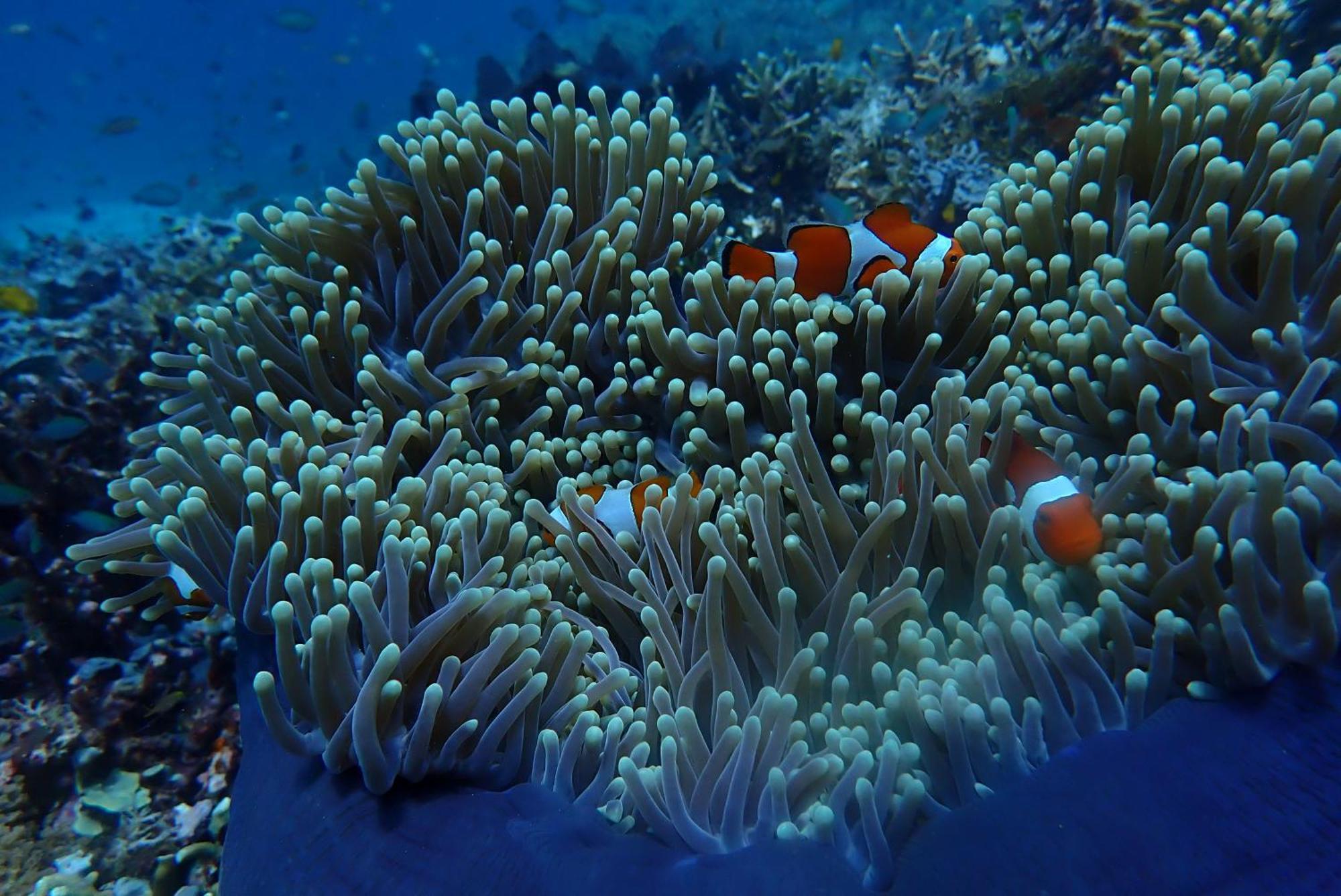 Wai Resort - Raja Ampat Pulau Birie Εξωτερικό φωτογραφία