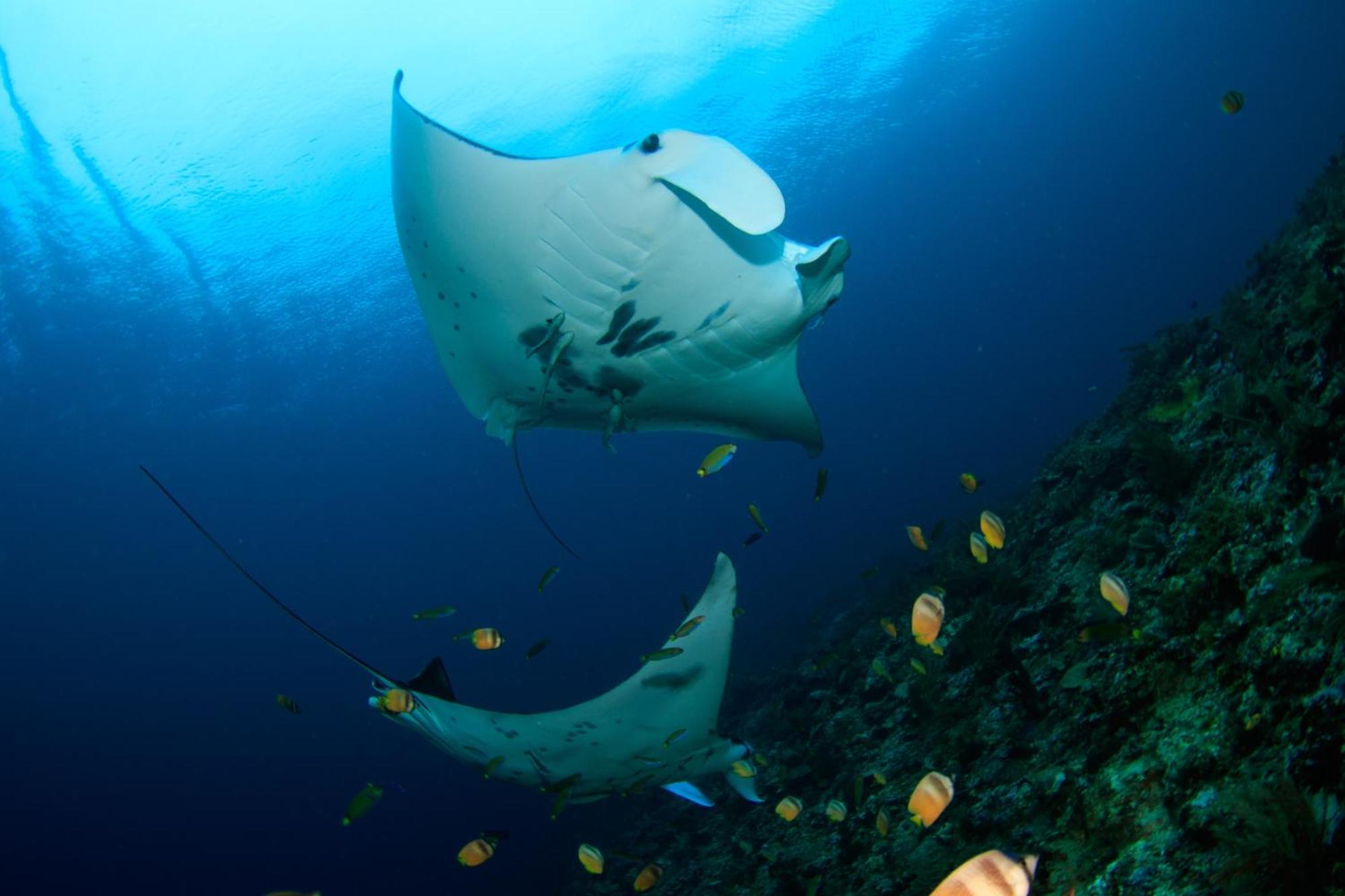 Wai Resort - Raja Ampat Pulau Birie Εξωτερικό φωτογραφία